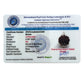 7 Mukhi Nepali Rudraksha (Lab Certified)