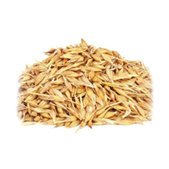 Avena Sativa