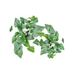 Caladium