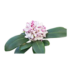 Daphne Indica